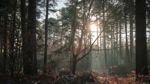 Woodland Morning Timelapse with Tree Silhouette Stock Footage