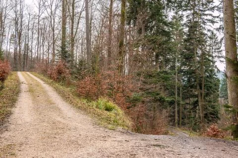 Woodland path in the middle of the forest Stock Photos