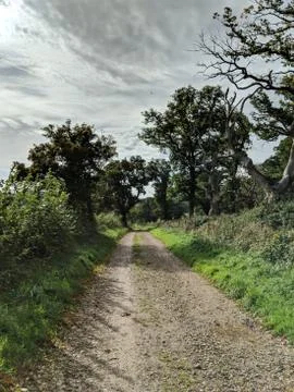 Woodland Path With Old Trees Photos