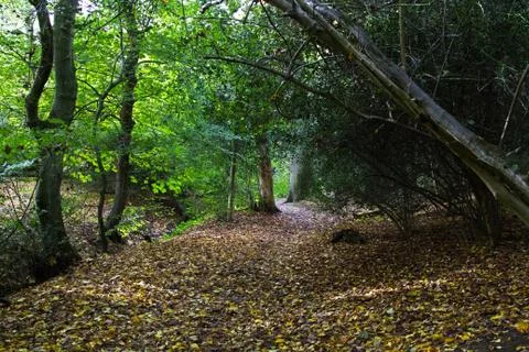Woodland Path Stock Photos
