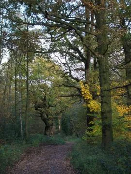 Woodland Path. Stock Photos