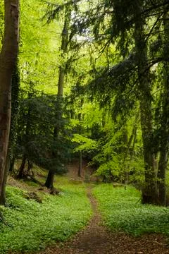 Woodland path Stock Photos