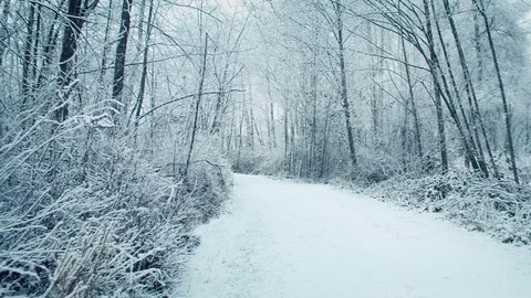 Woodland Path In Snowfall Stock Footage