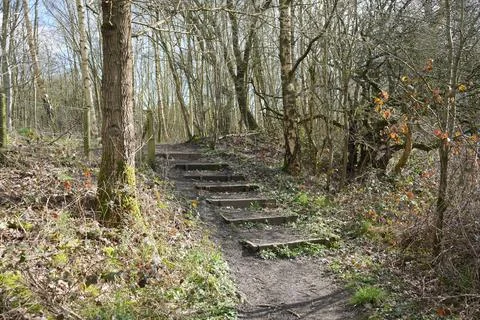 Woodland Path With Steps And Bare Trees, North East Derbyshire, England Stock Photos