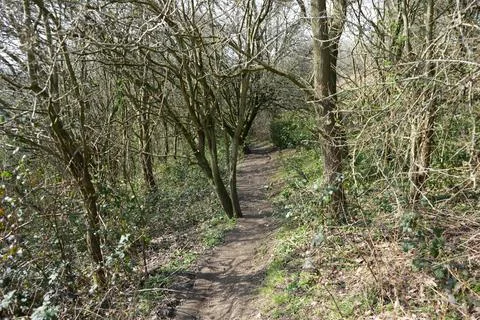 Woodland Path Through Bare Trees In Barlow, North East Derbyshire, England Stock Photos
