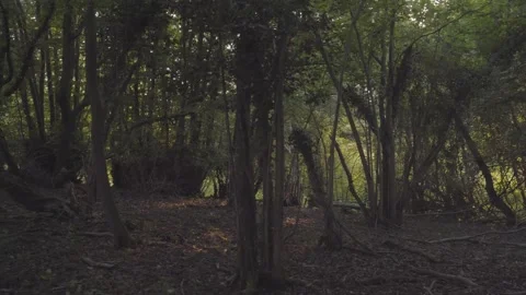 Woodland With Path Through Trees In Spring At North Downs, England - Stock Footage 163022856