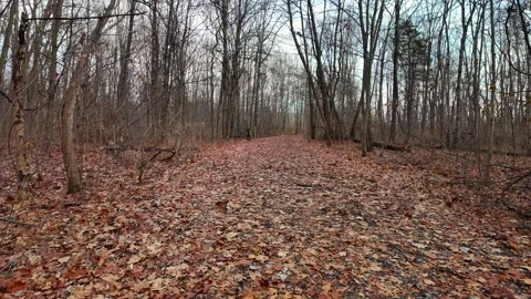 Woodland path walking through bare trees in winter at Crosswinds Marsh, Wayne Stock Footage 327647912