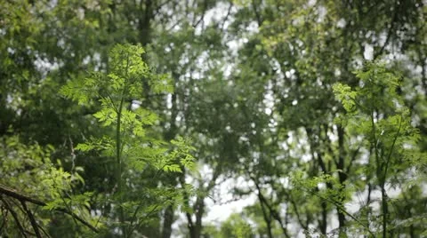 Woodland Pollen Video stock 11126009