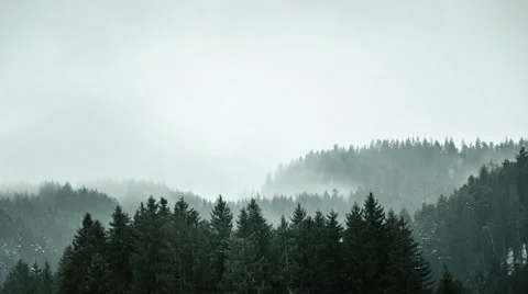 Woodland with rain and mist Stock Footage
