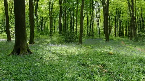 Woodland scene 库存影片 130154045