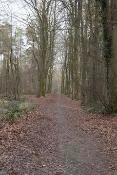 Woodland in spring time Stock Photos