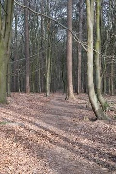 Woodland in spring time Stock Photos