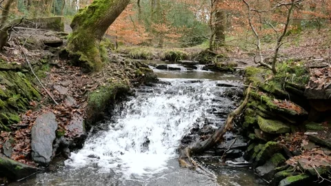 Woodland stream cascade Stock Footage 151544284