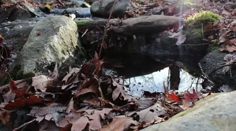 Woodland stream Video stock 10747768