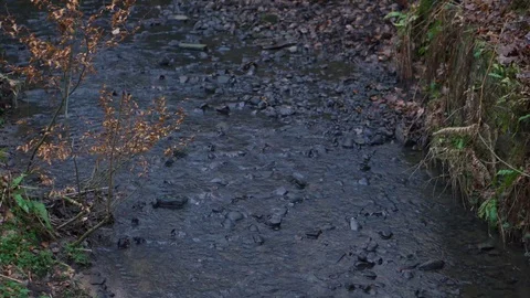 Woodland Stream Stock Footage 101979242