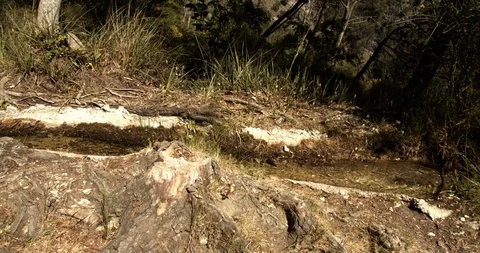 Woodland stream Video stock 119030333