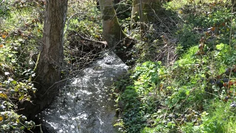 Woodland stream Stock Footage 152888720