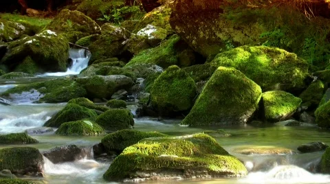 Woodland stream loop 1 Stock Footage