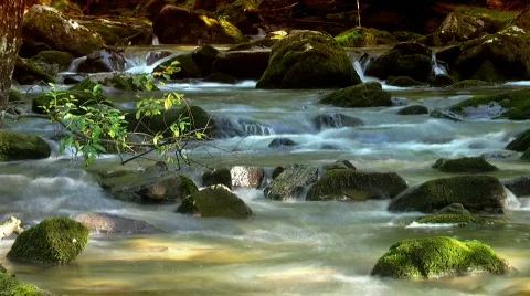 Woodland stream loop 2 Stock-Footage 523953