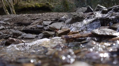 Woodland stream side view Stock Footage 88152798
