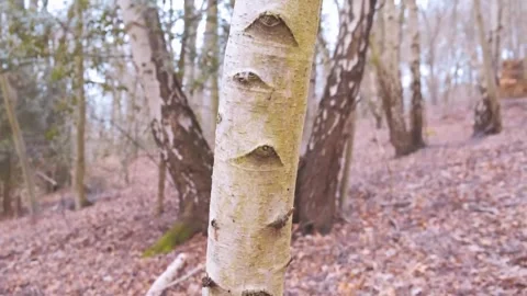Woodland Textures: Tree Trunk Close Up and Leaf Litter Stock Footage 346196324
