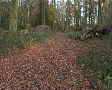 Woodland Track Stock Footage 33294781
