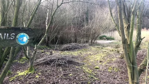 Woodland trails Stock Footage 170972608