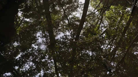 Woodland tree reflections background in a pool of water 動画素材 134257918