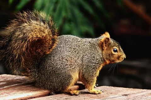 Woodland Whimsy: Fox Squirrel, Sciurus niger, in Natural Habitat Stock Photos