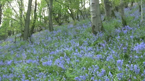 Woodlandpath Stock-Footage 355714