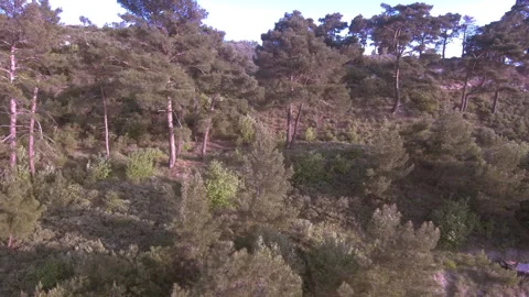 Woodland,pine trees 動画素材 297185661
