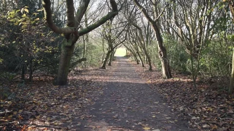 Woodlands Path Stock Footage 256162207