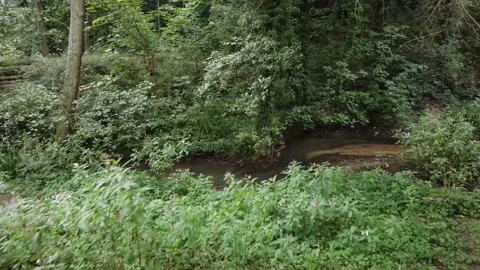 Woodlands Stream 4k Stock-Footage 161112853
