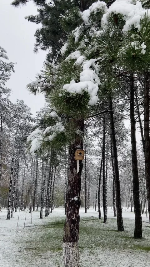 Woodlands in winter Stock Footage 293091429