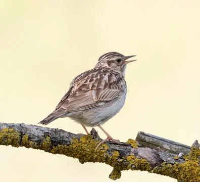 Woodlark Lullula arborea singing perched on a mossy branch close up 스톡 사진