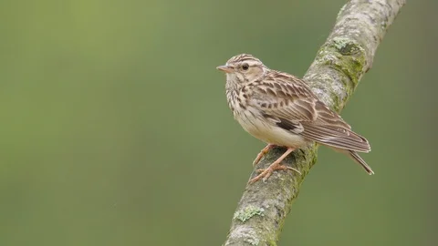 Woodlark. Singing bird on a tree in spring. Lullula arborea. Stock Footage 89121699