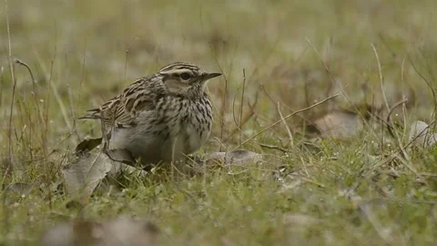 Woodlark, Spain Video stock 234456953