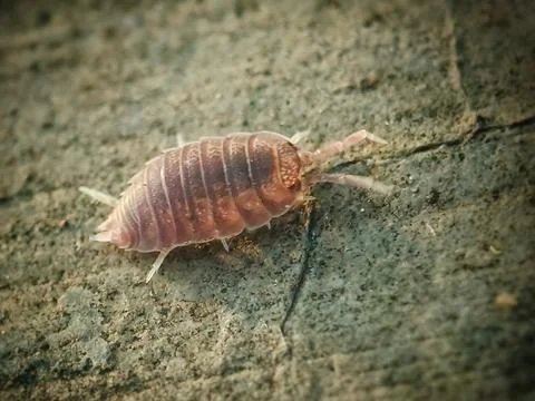 Woodlice Stock Photos