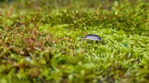 Woodlouse Crawling On Moss Close Up Stock Footage 244881791