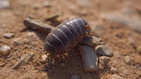 Woodlouse Crawling on Soil Macro Close Up Video stock 129457096