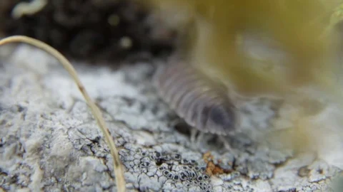 Woodlouse walking macro Stockbeeldmateriaal 83828792