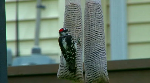 Woodpecker 01 Stock Footage 779033