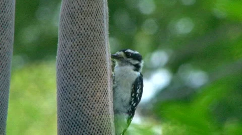 Woodpecker 02 Stock Footage 779046