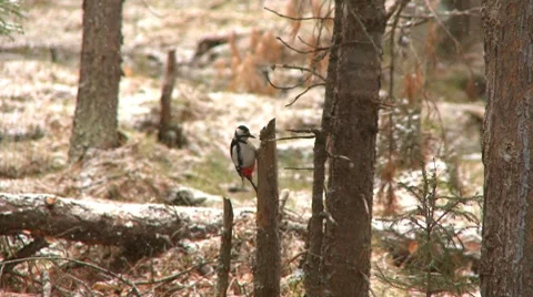 Woodpecker 1 Stock Footage 7743827