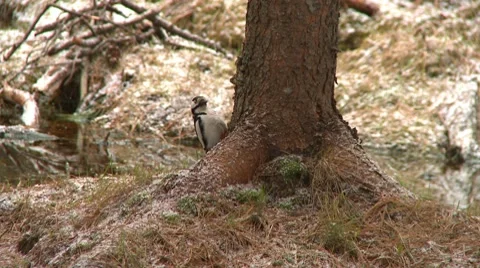 Woodpecker 2 Vídeos de archivo 7743840