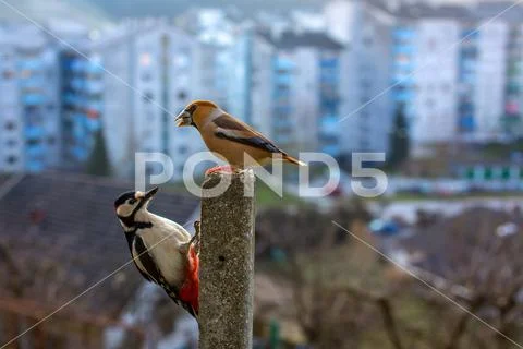 Woodpecker and hawfinch Stock Photos