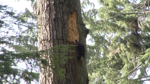 Woodpecker attacking a tree Stock Footage 8678146