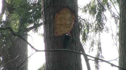 Woodpecker attacking a tree Stock Footage 8682683