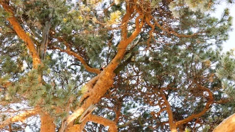 A woodpecker beats a pine tree with its beak 動画素材 133078028