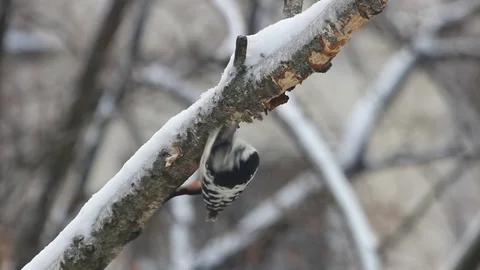 Woodpecker on the birch Stock Footage 70293887